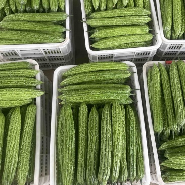 高温棚一季新蔓苦瓜大量现货，每天1-3万斤左右，需要联系