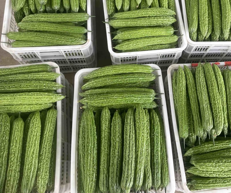 高温棚一季新蔓苦瓜大量现货，每天1-3万斤左右，需要联系
