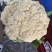 陕西省三原县精品有机散花白面青梗散花菜上市，松花菜