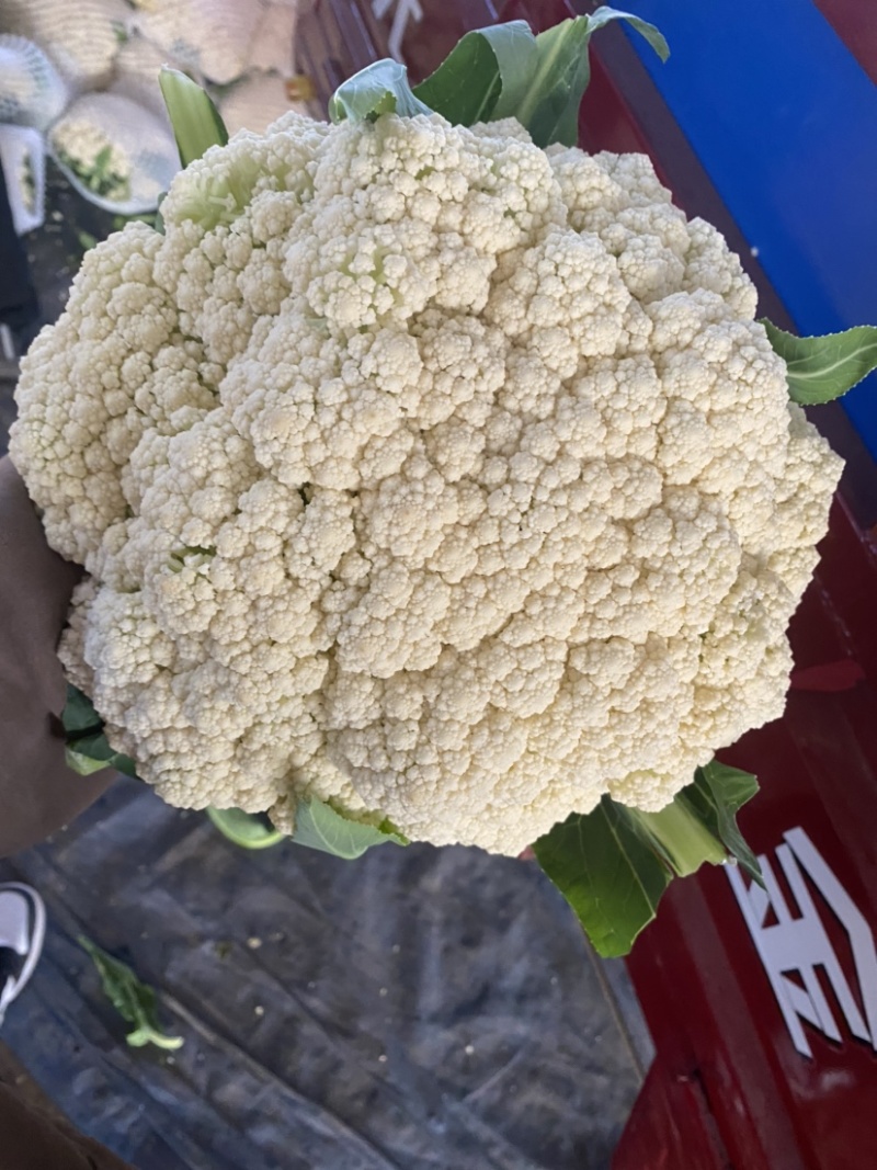 陕西省三原县精品有机散花白面青梗散花菜上市，松花菜