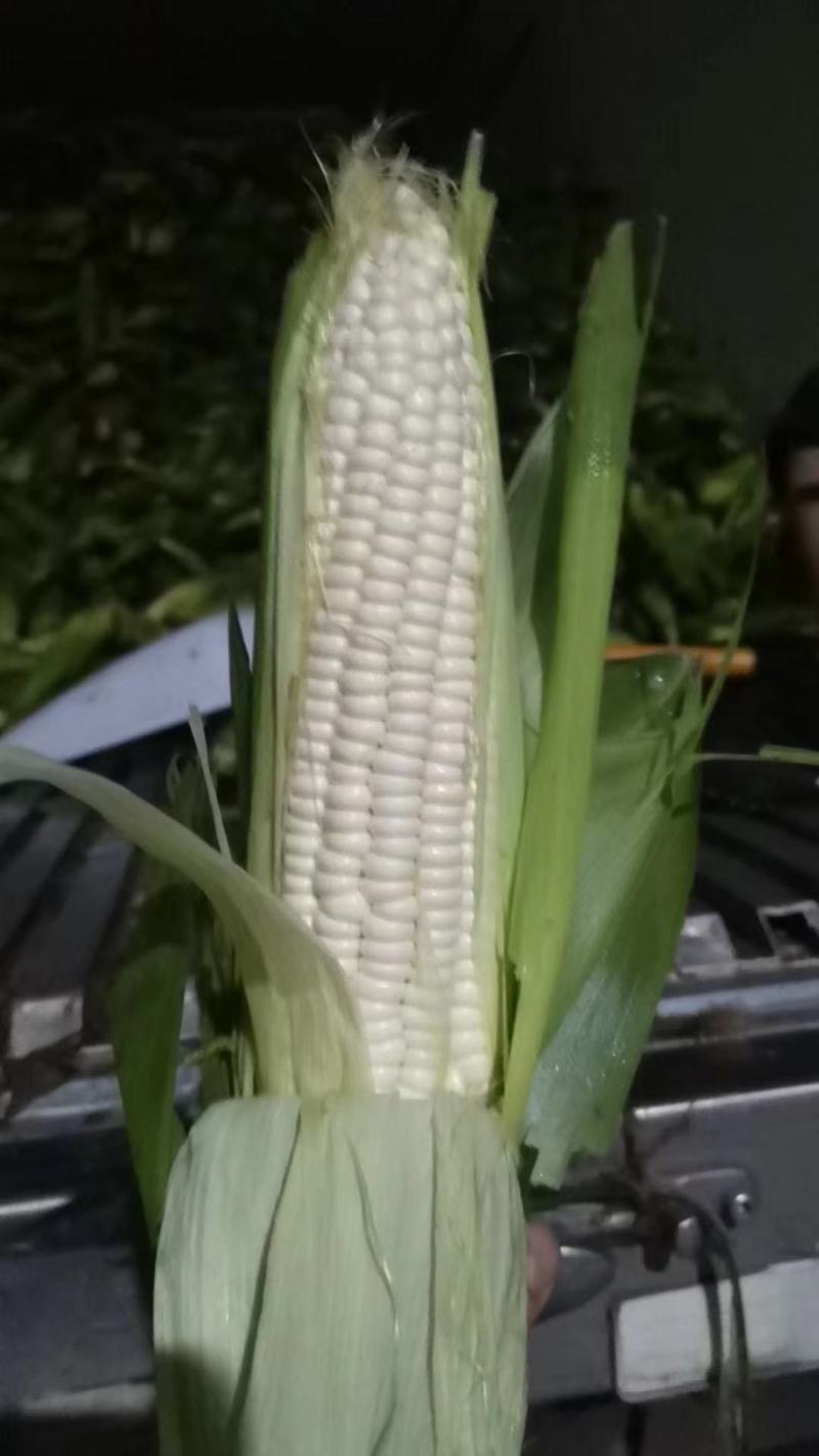 【精品太阳花】太阳花水果玉米，甜白糯，一手货源。产地直供