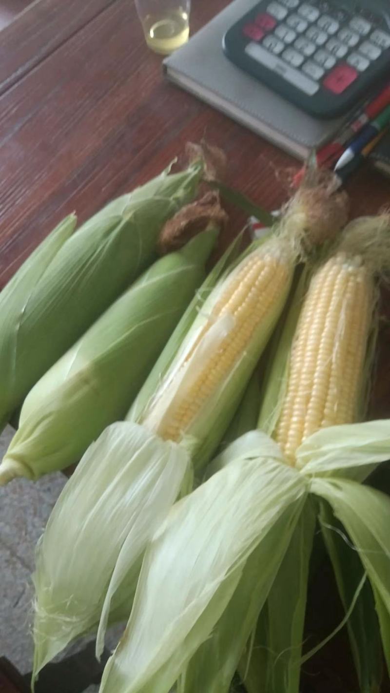 【精品太阳花】太阳花水果玉米，甜白糯，一手货源。产地直供