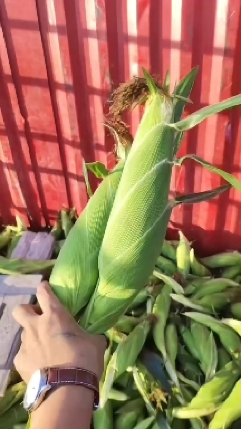 【精品太阳花】太阳花水果玉米，甜白糯，一手货源。产地直供