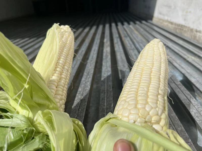 【精品太阳花】太阳花水果玉米，甜白糯，一手货源。产地直供