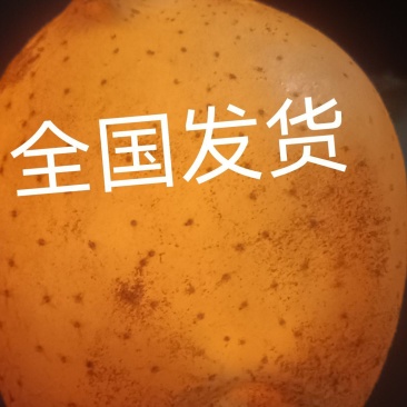 山东希森，荷兰！沃土，内蒙V7，陕西榆林货，