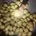 【推荐山东希森，荷兰，沃土，长磊8号，V7等大量货源