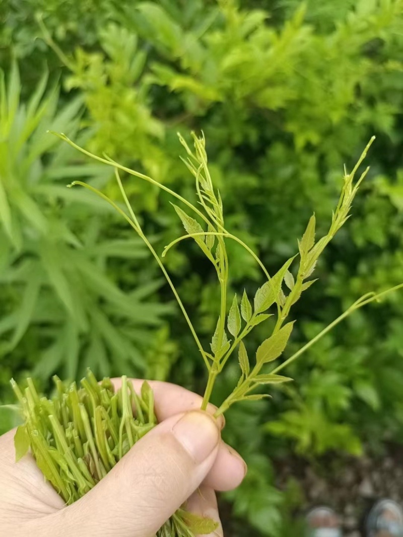 莓茶
