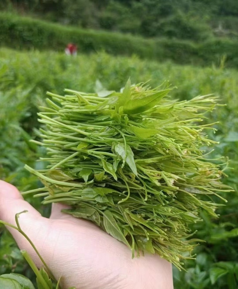 莓茶