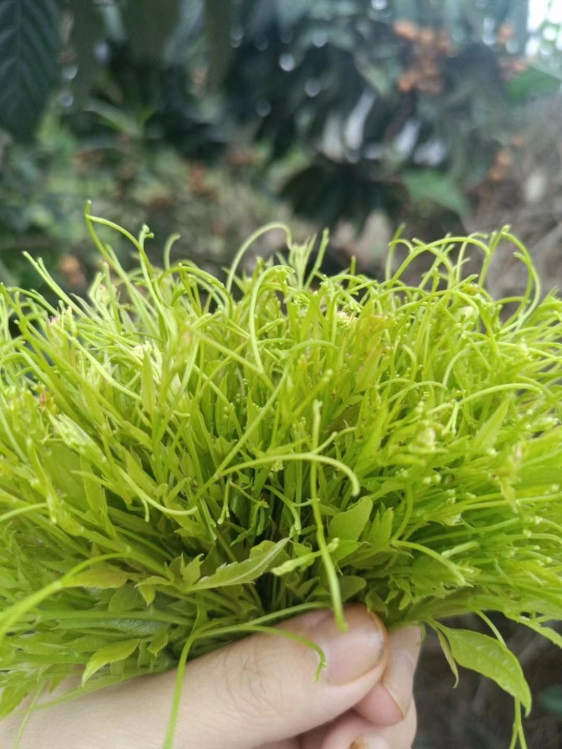 莓茶