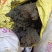猪粪鲜猪粪大型养殖场猪粪