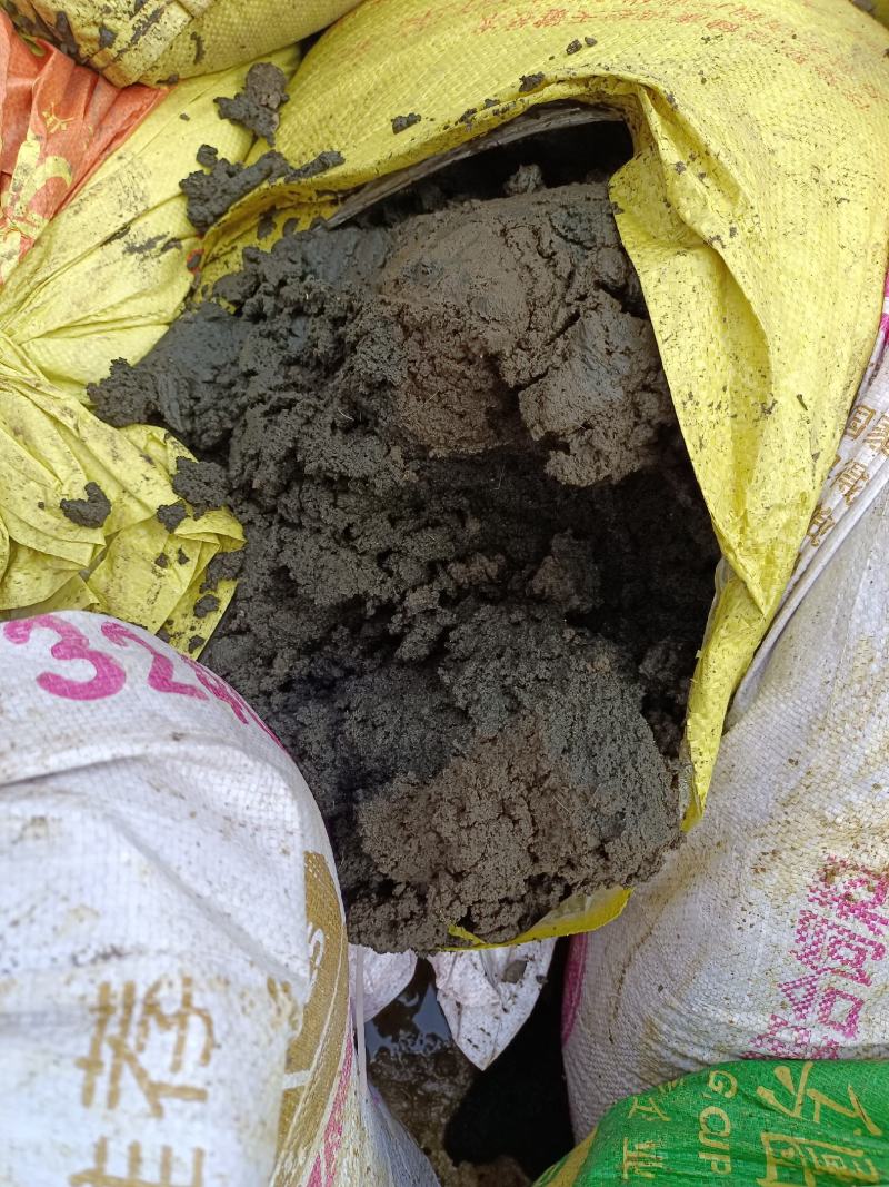 猪粪鲜猪粪大型养殖场猪粪