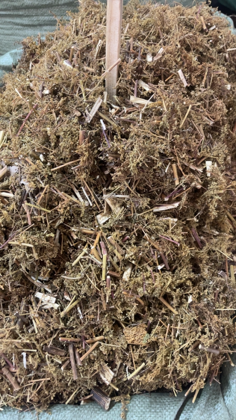 青蒿产地直销一手货源量大从优