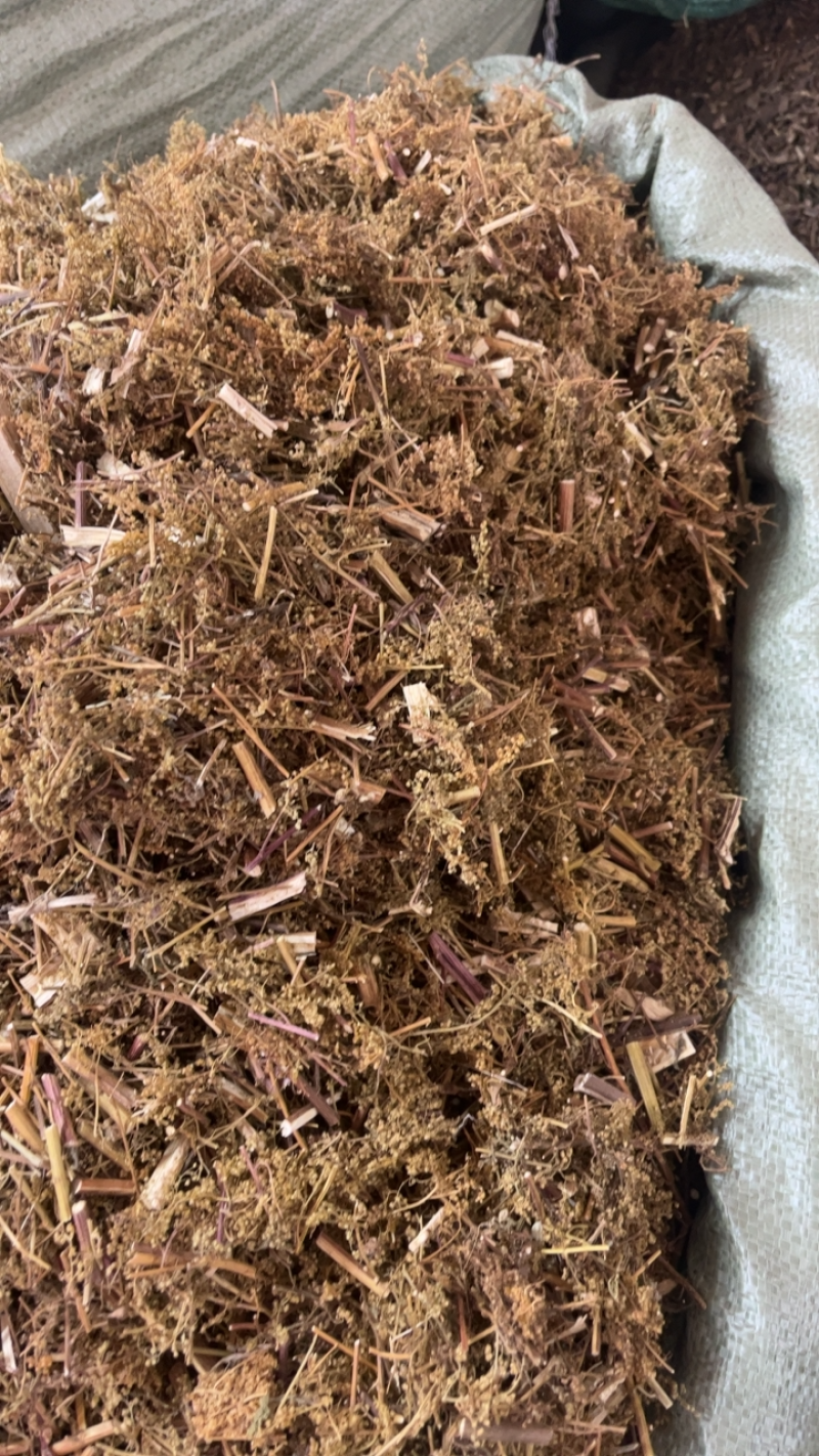 青蒿产地直销一手货源量大从优