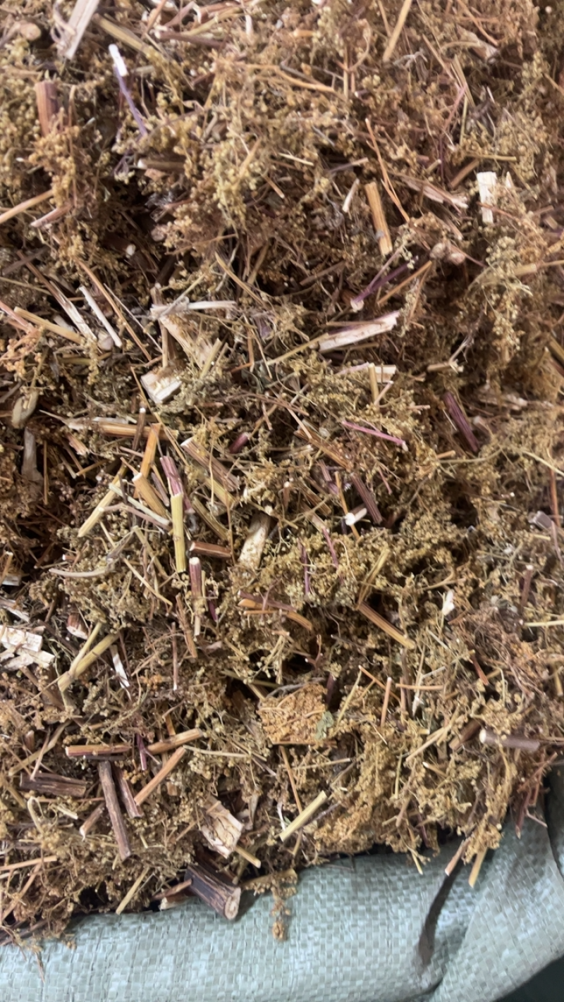 青蒿产地直销一手货源量大从优