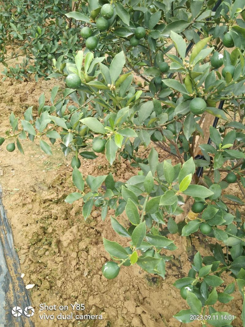 脆蜜金桔