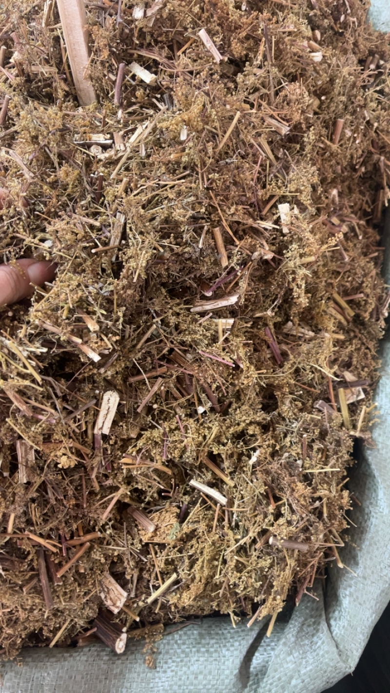 青蒿产地直销一手货源量大从优