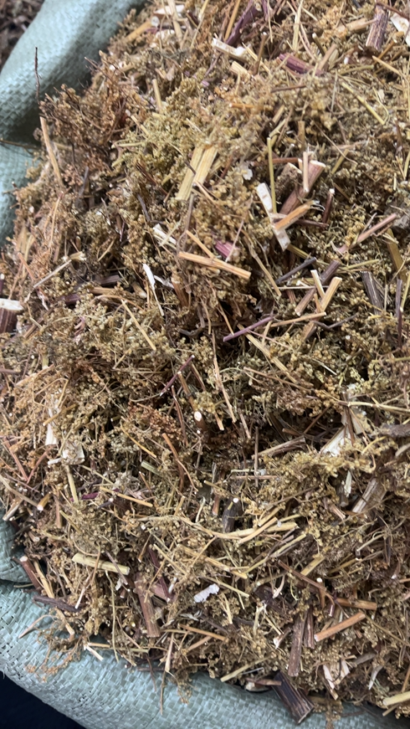 青蒿产地直销一手货源量大从优