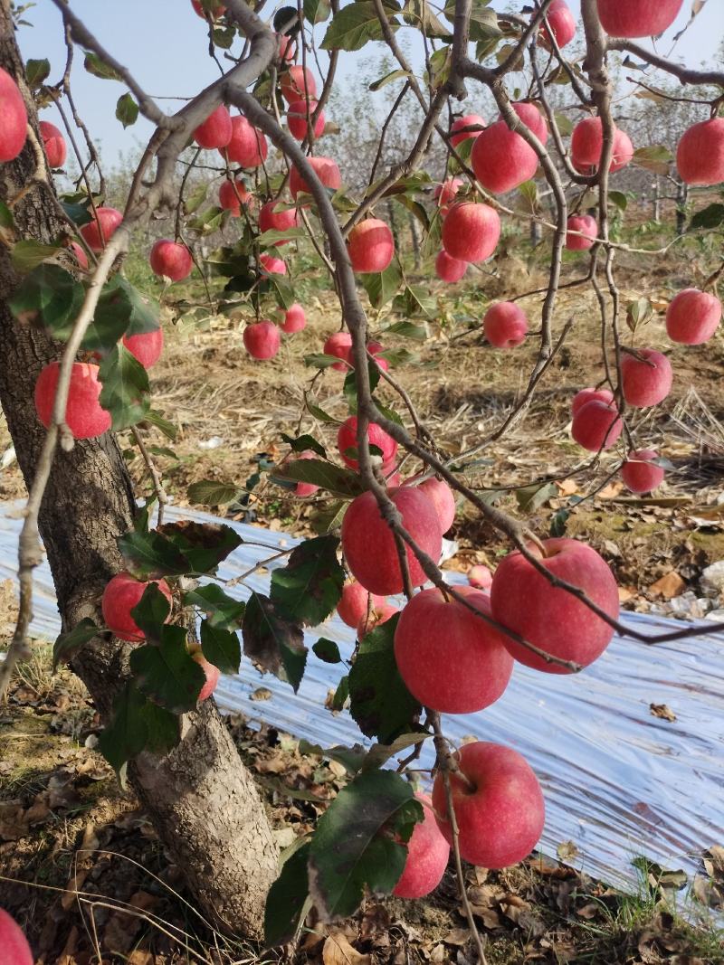高原粉红女士，大量上市，需要的联系