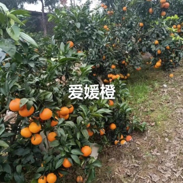 爱媛，爱媛套袋，窑桔，脐橙纽荷尔，沃柑等等