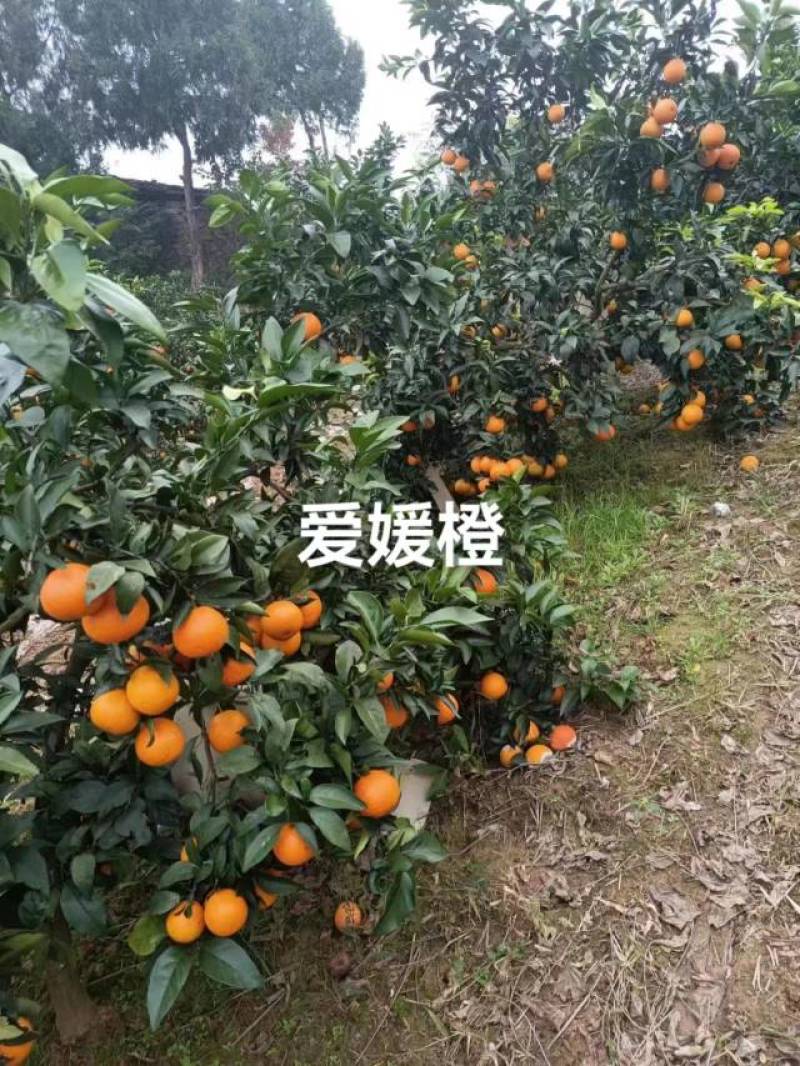 爱媛，爱媛套袋，窑桔，脐橙纽荷尔，沃柑等等