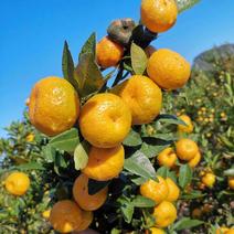 南丰蜜橘精品蜜橘产地一手货源纯甜化渣量大从优品质保障