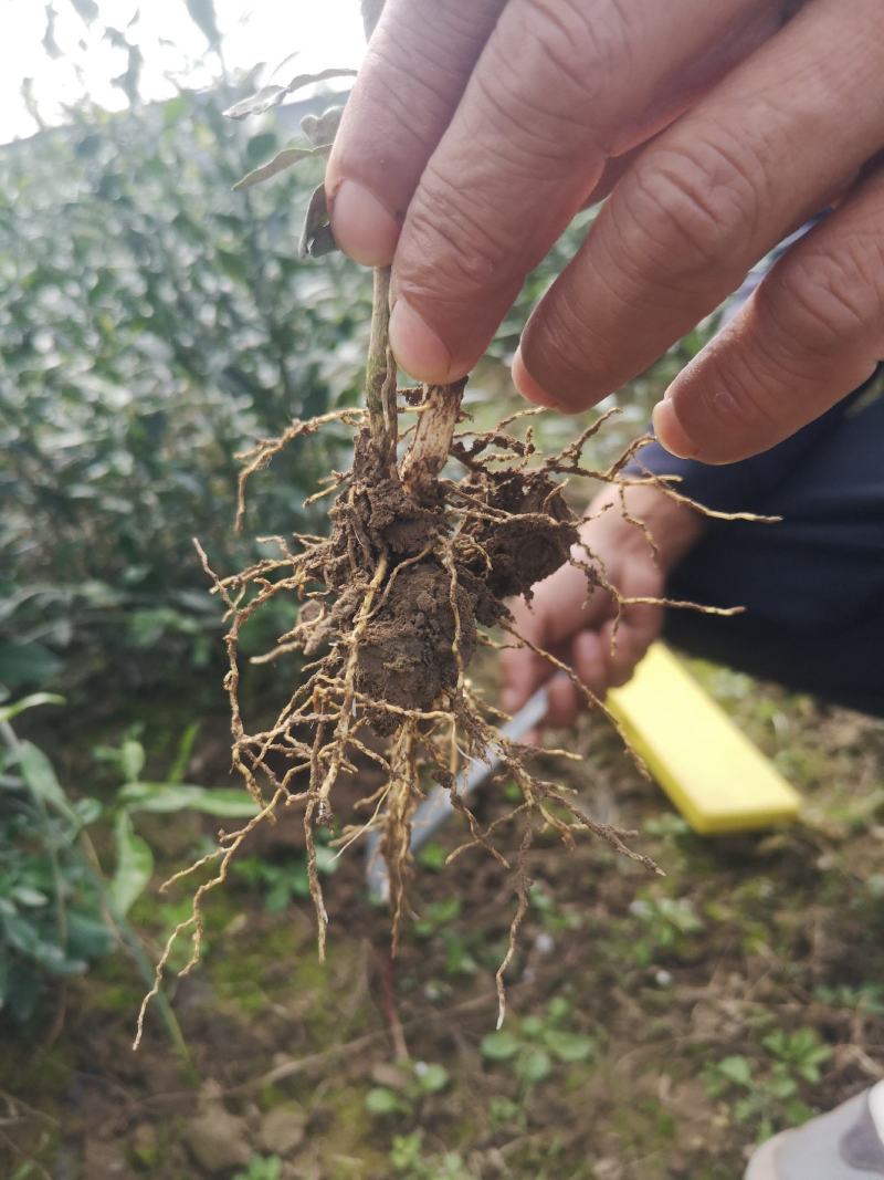 香橙苗，正宗资阳软枝香橙基地直供品质保障量大优惠