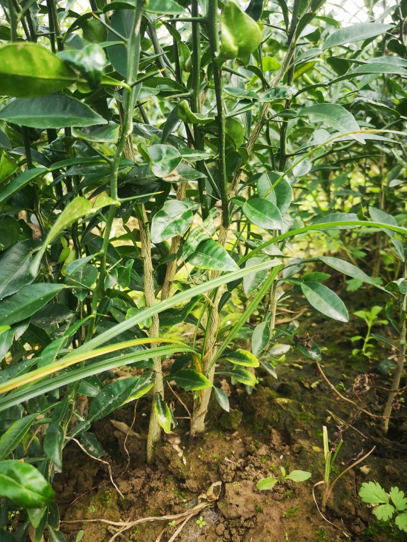 香橙苗，正宗资阳软枝香橙基地直供品质保障量大优惠