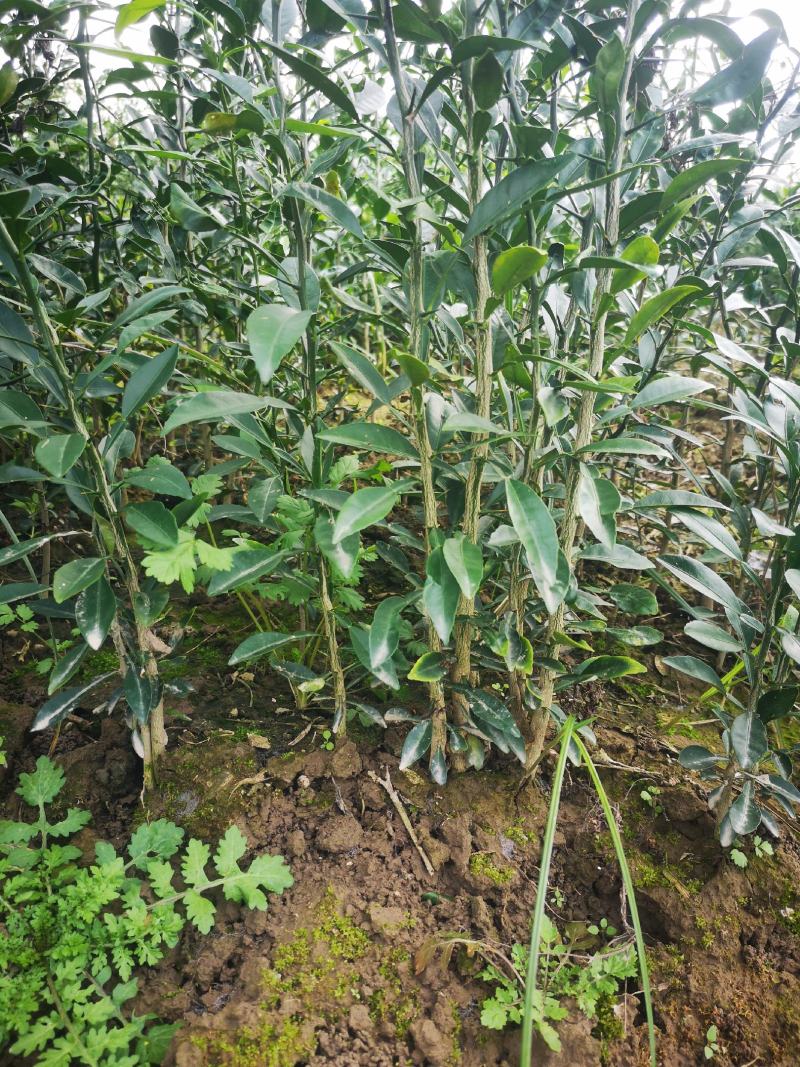 香橙苗，正宗资阳软枝香橙基地直供品质保障量大优惠
