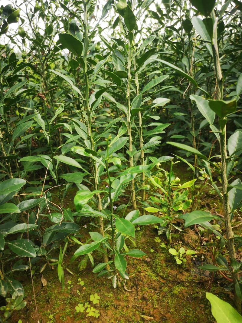 香橙苗，正宗资阳软枝香橙基地直供品质保障量大优惠