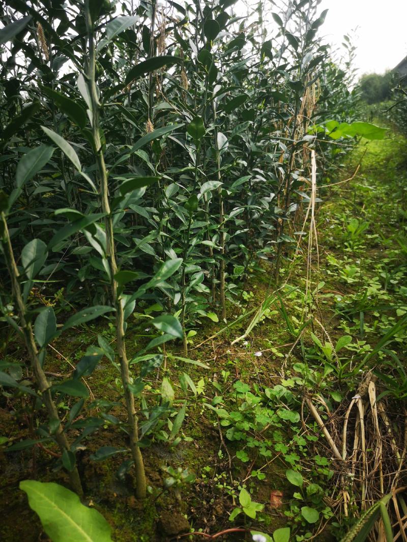 香橙苗，正宗资阳软枝香橙基地直供品质保障量大优惠