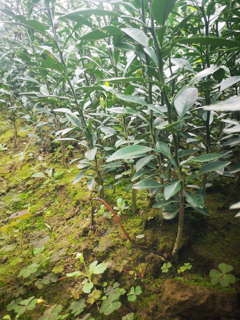 香橙苗，正宗资阳软枝香橙基地直供品质保障量大优惠