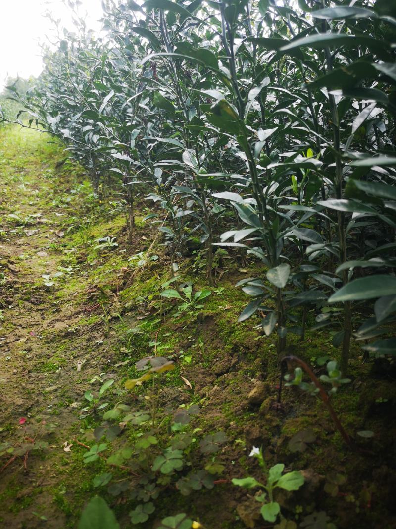 香橙苗，正宗资阳软枝香橙基地直供品质保障量大优惠
