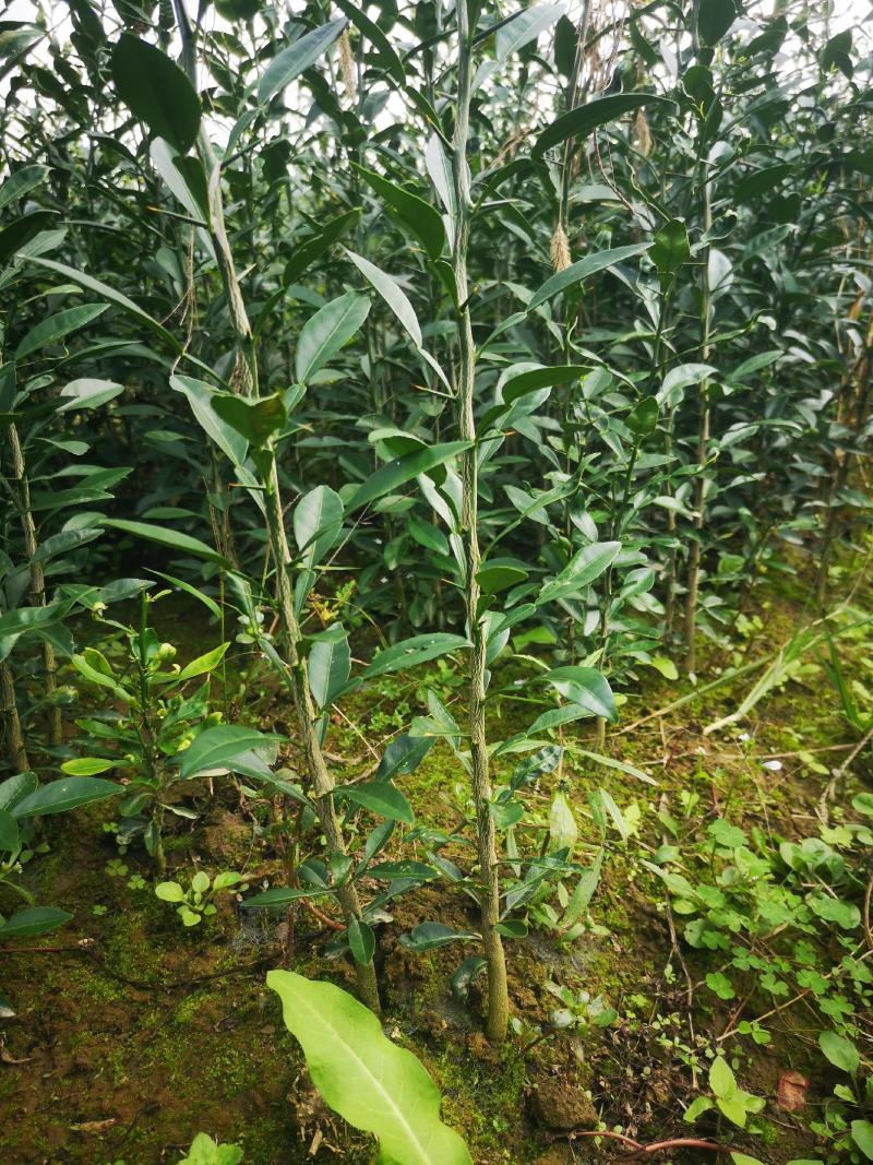 香橙苗，正宗资阳软枝香橙基地直供品质保障量大优惠