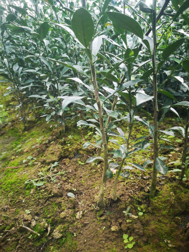 香橙苗，正宗资阳软枝香橙基地直供品质保障量大优惠