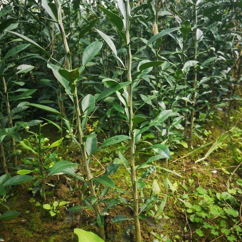 香橙苗，正宗资阳软枝香橙基地直供品质保障量大优惠