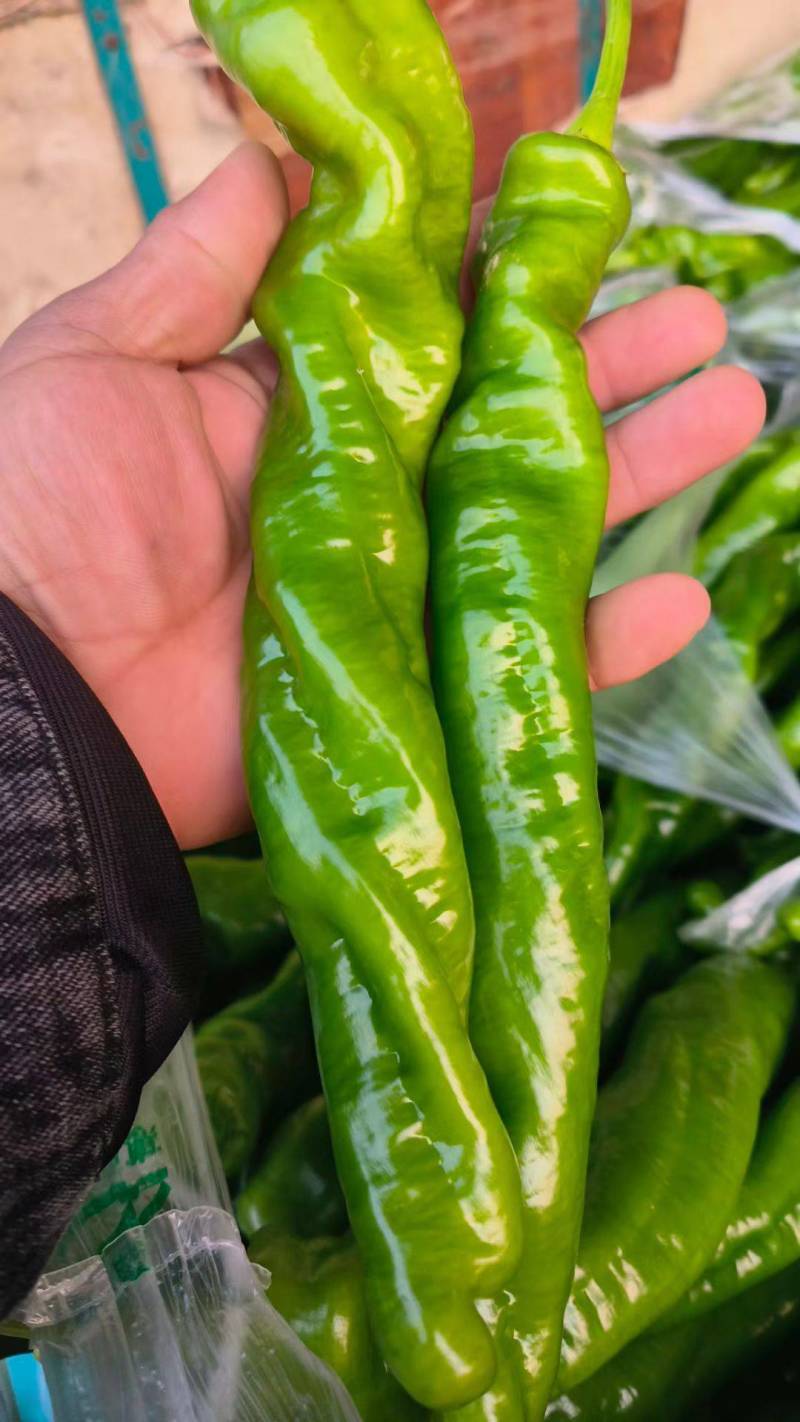 鲜辣椒，品种齐全，货源充足，全国发货量大优惠