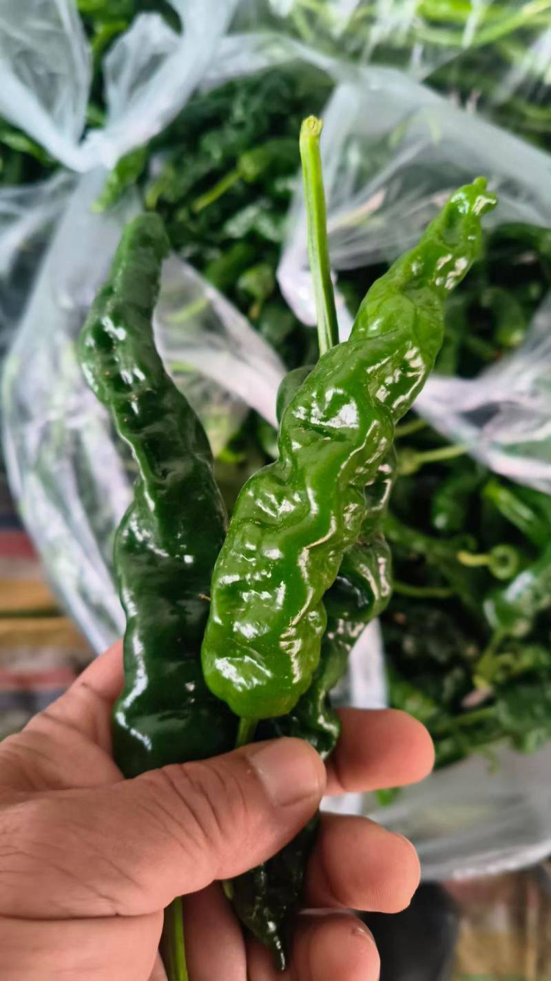 鲜辣椒，品种齐全，货源充足，全国发货量大优惠