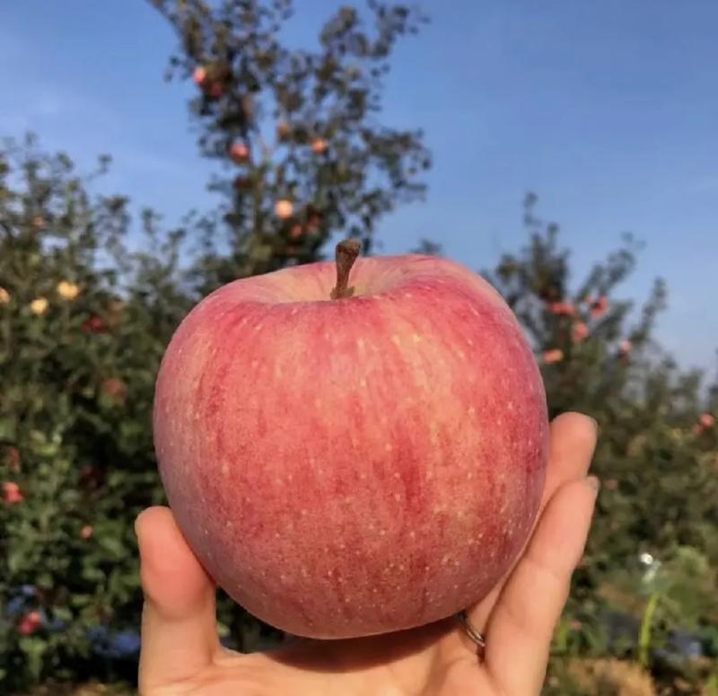 【苹果】红富士苹果山东纸袋红富士苹果大量供应品质保