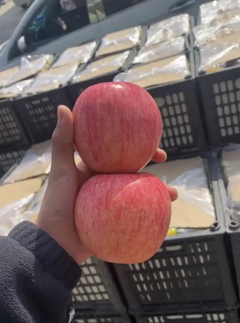 【苹果】红富士苹果山东纸袋红富士苹果大量供应品质保