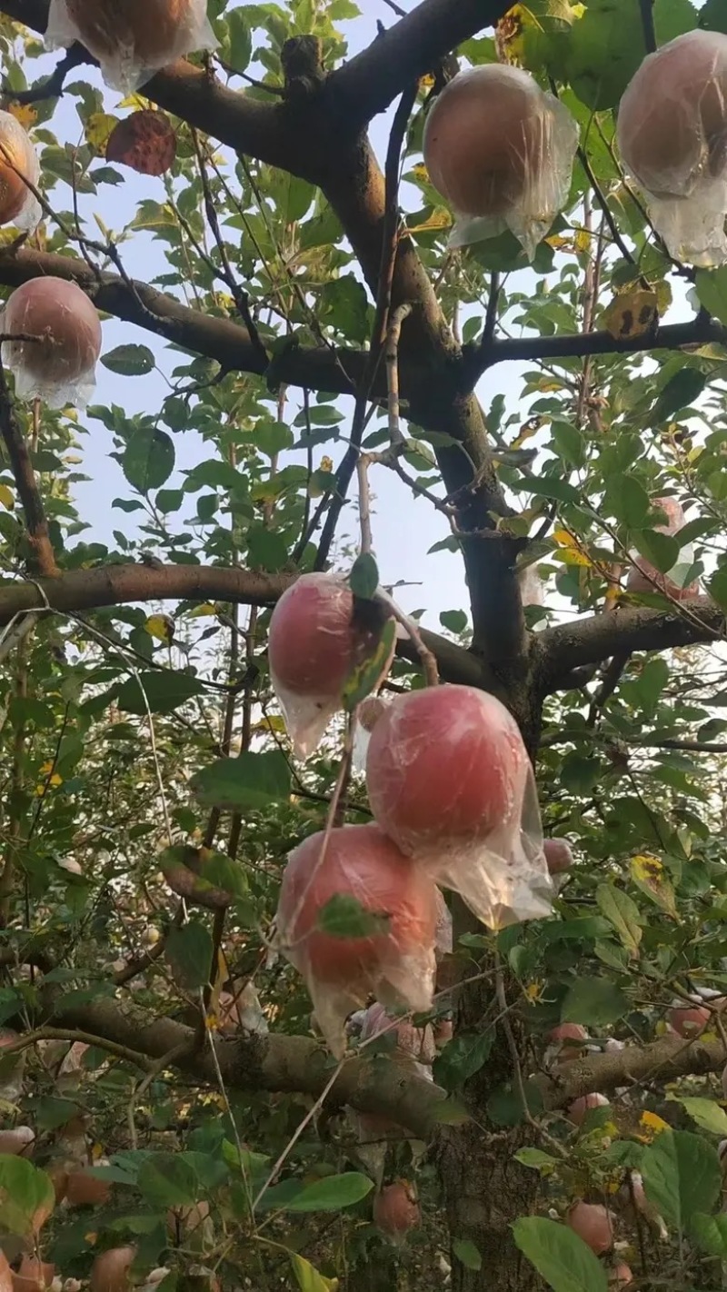 【苹果】红富士苹果山东纸袋红富士苹果大量供应品质保