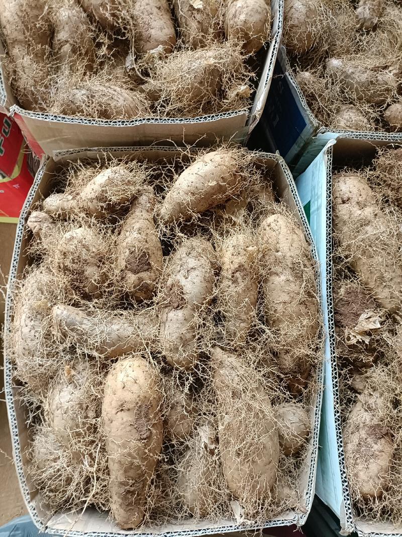 湛江精品红沙地毛薯，条型好，入口即化。