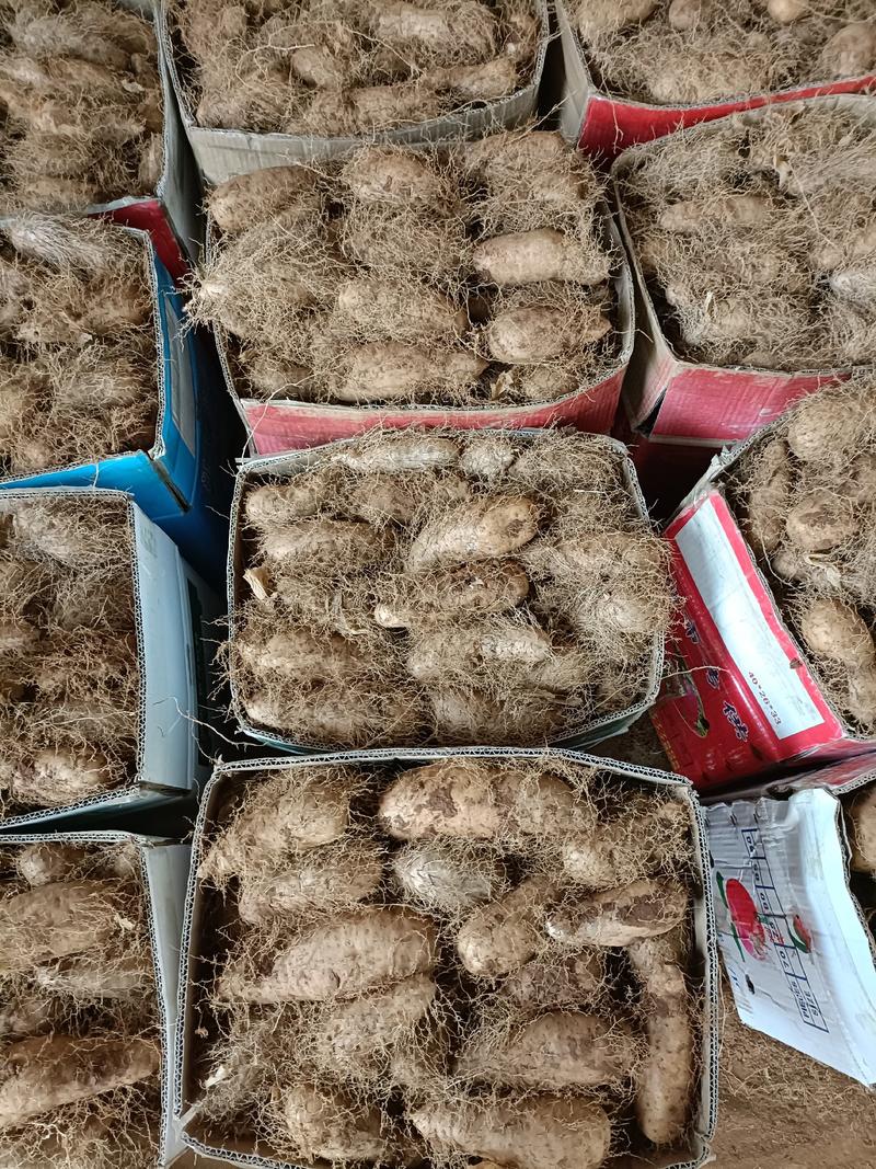 湛江精品红沙地毛薯，条型好，入口即化。
