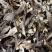 「优质鹿茸菇」鹿茸菇嫩仔货源充足厂家直发欢迎电话联