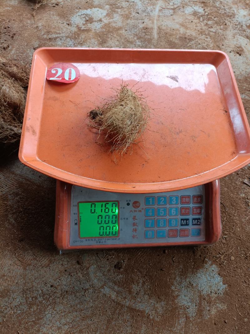湛江精品红沙地毛薯，条型好，入口即化。
