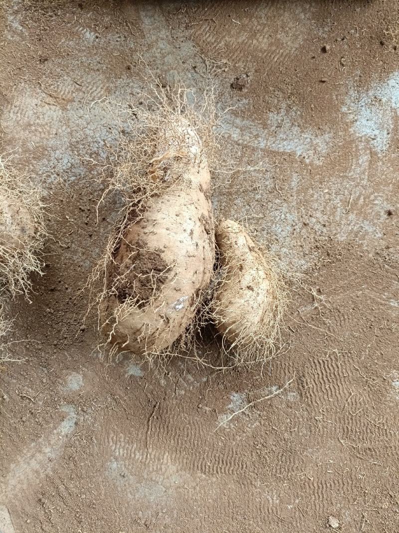 湛江精品红沙地毛薯，条型好，入口即化。