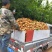凉薯
