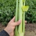 山东菏泽定陶区黄店镇西芹上市了，净菜，毛菜都有，请联系我