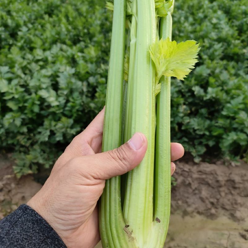 山东菏泽定陶区黄店镇西芹上市了，净菜，毛菜都有，请联系我
