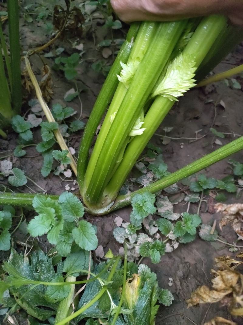 山东菏泽定陶区黄店镇西芹上市了，净菜，毛菜都有，请联系我