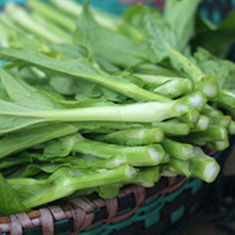 白菜苔红菜苔西兰苔油菜苔广东菜心上海青苔支持发货